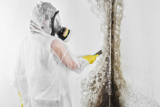 Best Toxic Mold Removal  in West Memphis, AR