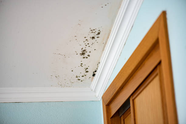 Best Black Mold Removal  in West Memphis, AR