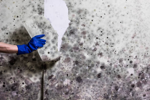 Best Crawl Space Mold Removal  in West Memphis, AR