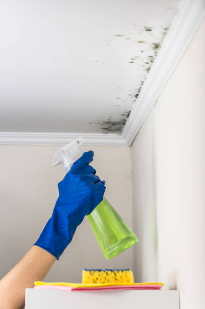 Best Toxic Mold Removal  in West Memphis, AR